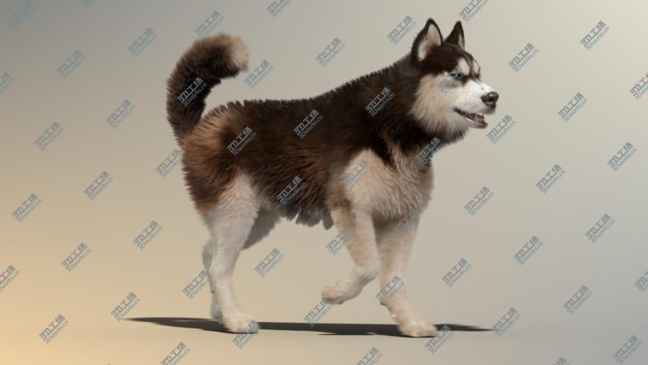 images/goods_img/202105074/Siberian Husky(2)(FUR)(ANIMATED)/4.jpg